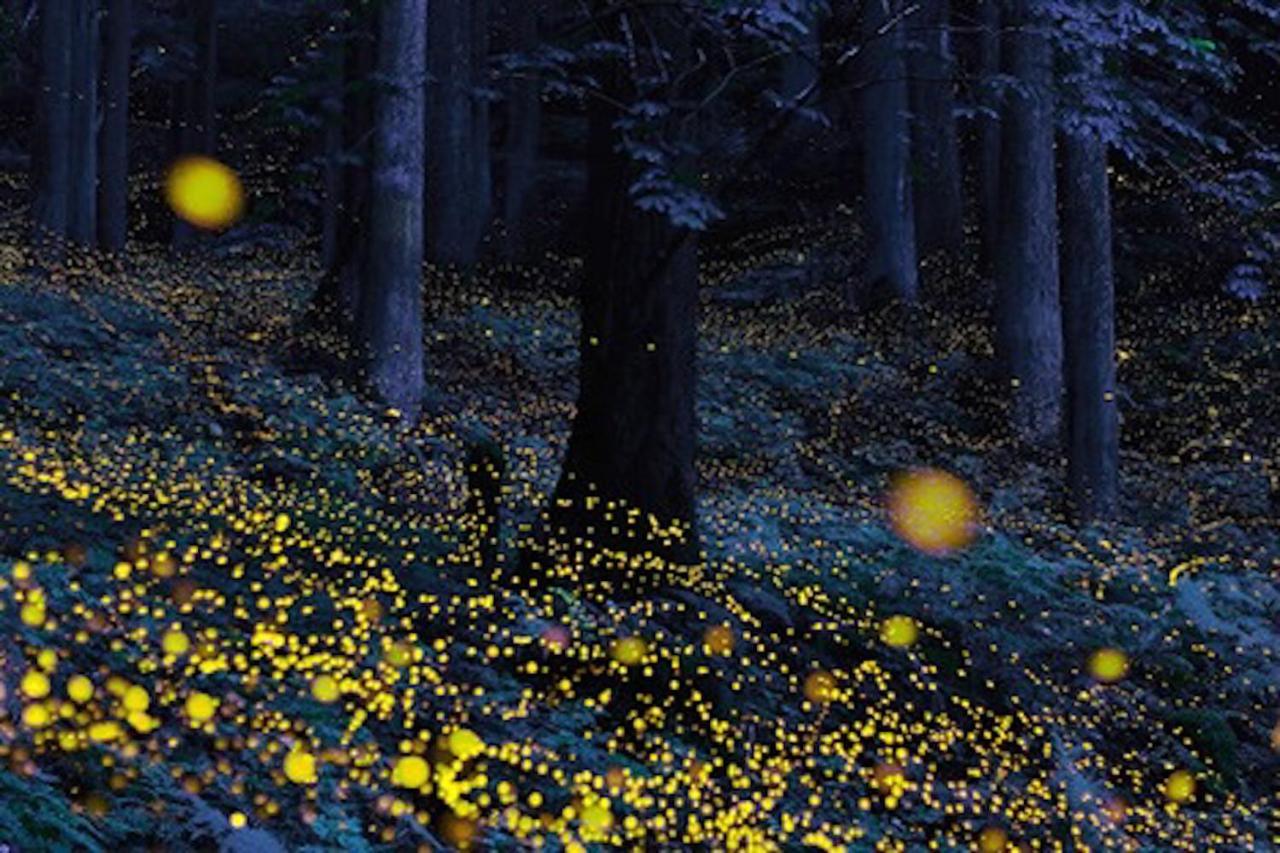 Gableview Forest Inn ゲーブルビュー Nikko Dış mekan fotoğraf